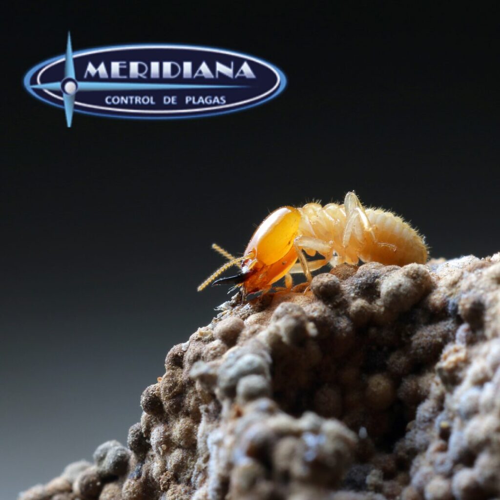 Control de termitas, Meridiana