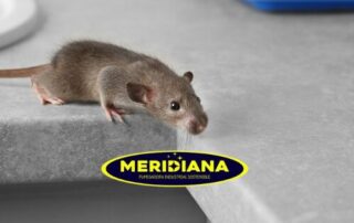 Fumigación de ratones