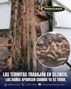 Control de termitas para empresas Prevención inteligente y protección estructural